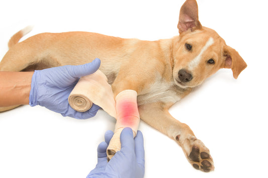 Dog Arthritis: What Every Owner Needs to Know in 2025