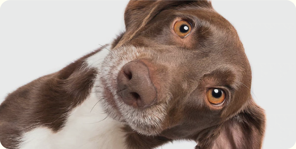 Top 5 Calming Supplements For Dogs - LitPet