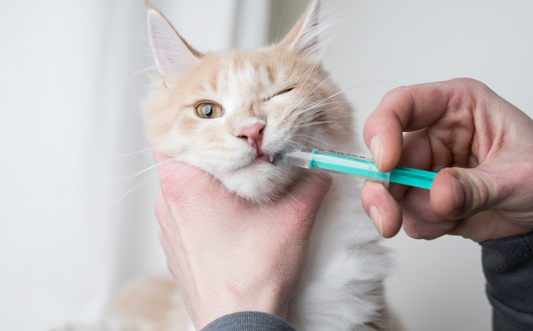 Best Cat Probiotics 2025: Vet-Approved Picks for Gut Immune Health