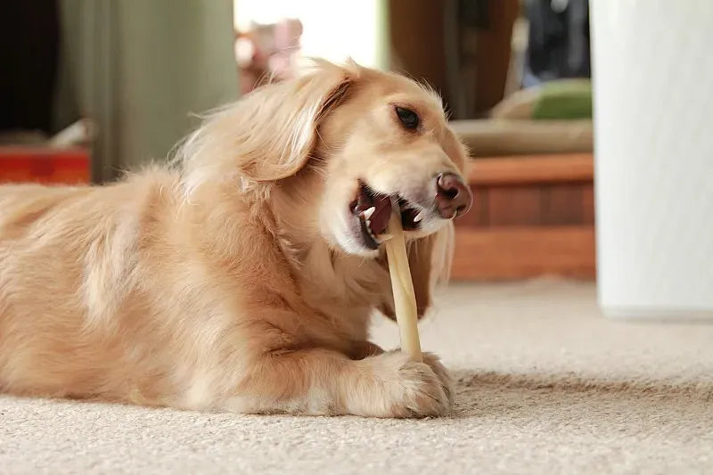 Dog Fish Oil: 7 Research-Backed Health Benefits You Need to Know