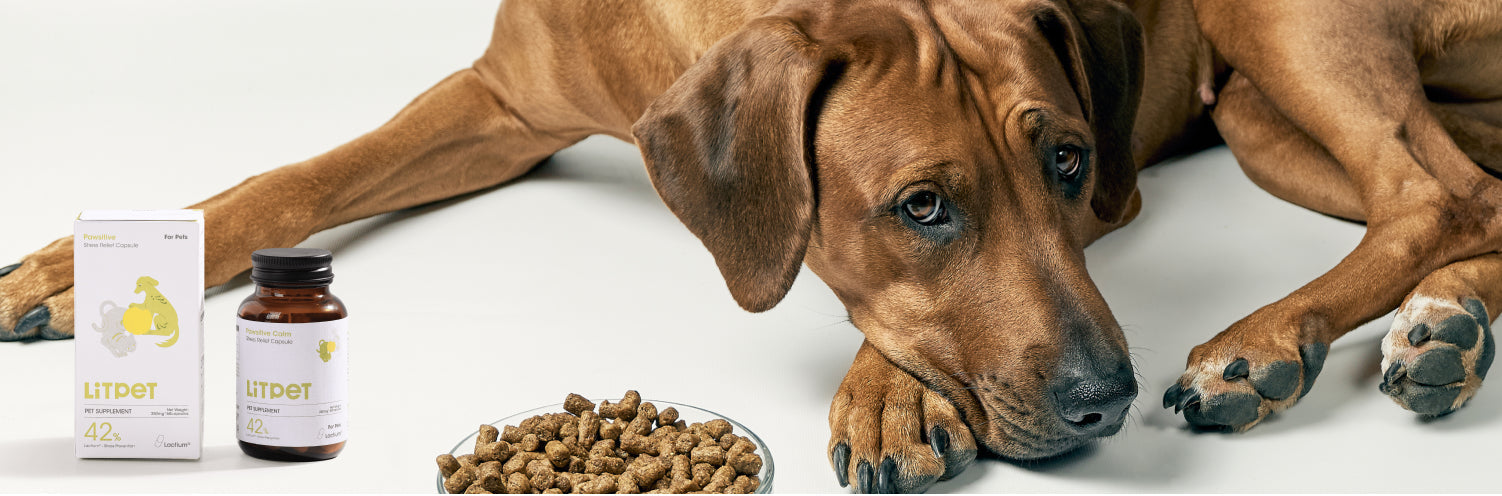 Discover 7 Key Benefits of Fish Oil for Your Dog