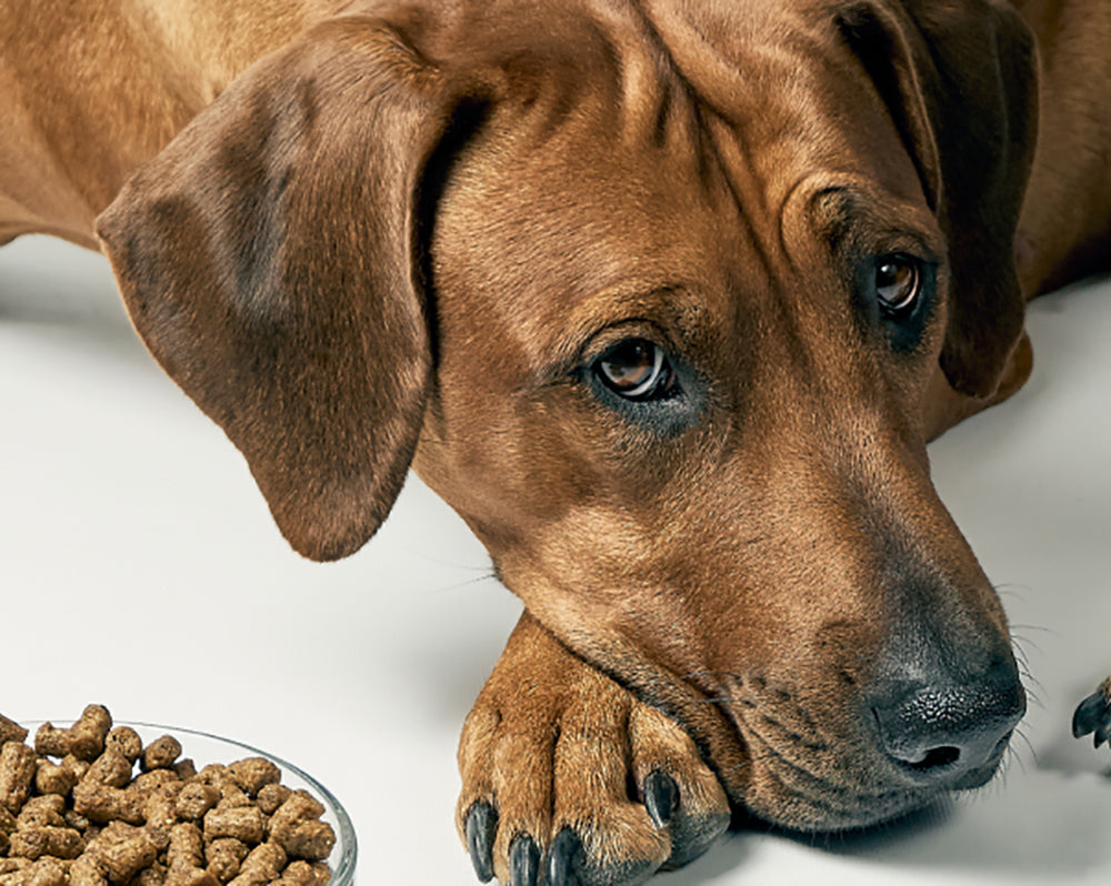 Dog Arthritis: What Every Owner Needs to Know in 2025