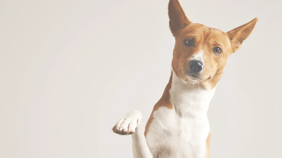 Dog Separation Anxiety: Best Anti Anxiety Relief For Dogs