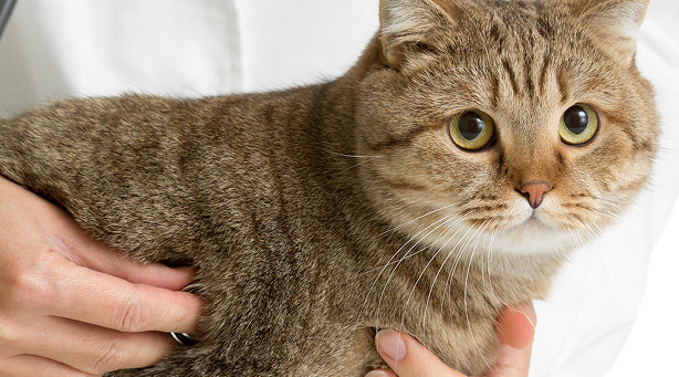 Best Cat Probiotics 2025: Vet-Approved Picks for Gut Immune Health