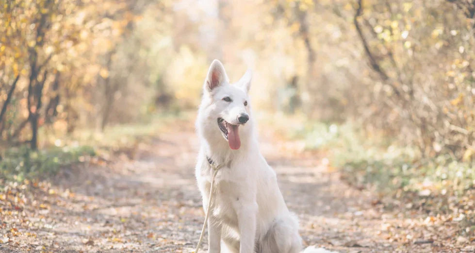 Dog Skin Allergies | Symptoms, Treatment & Supplements Guide