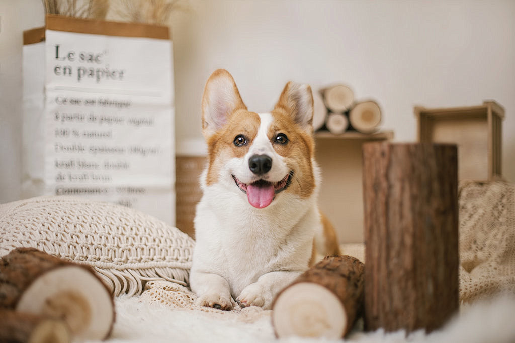 Dog Lives Compared in HK: Guide to Prolonging Your Furry Friend’s Life