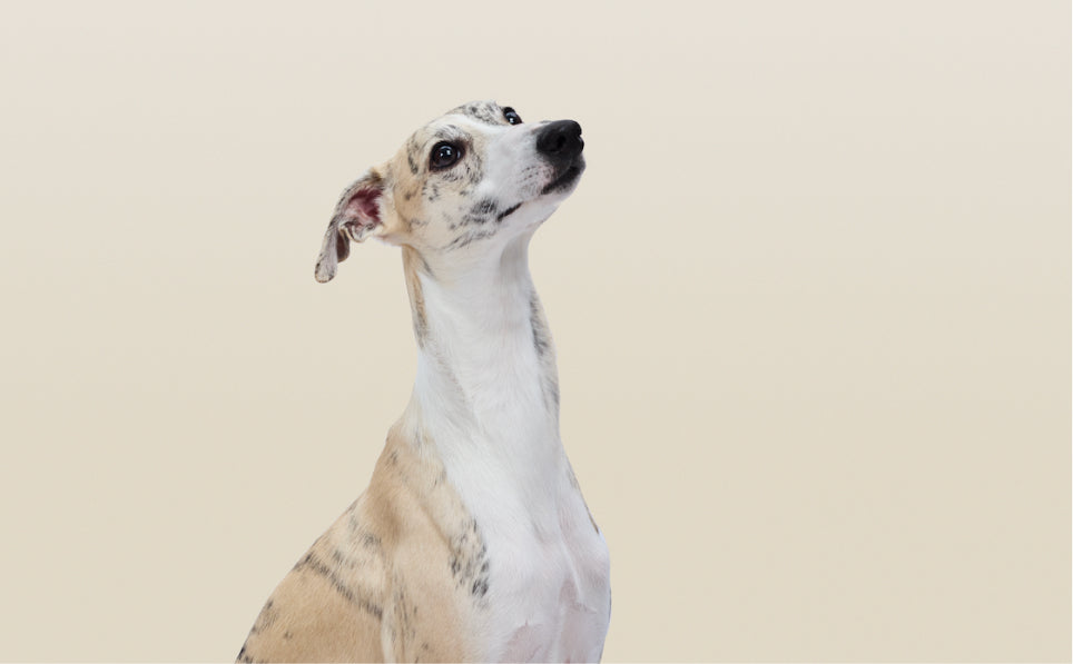 Chinese Medicine for Dogs: Pain Relief and More (2025)