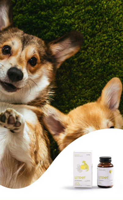 Top 7 Gut Health Supplements For Dogs - LitPet