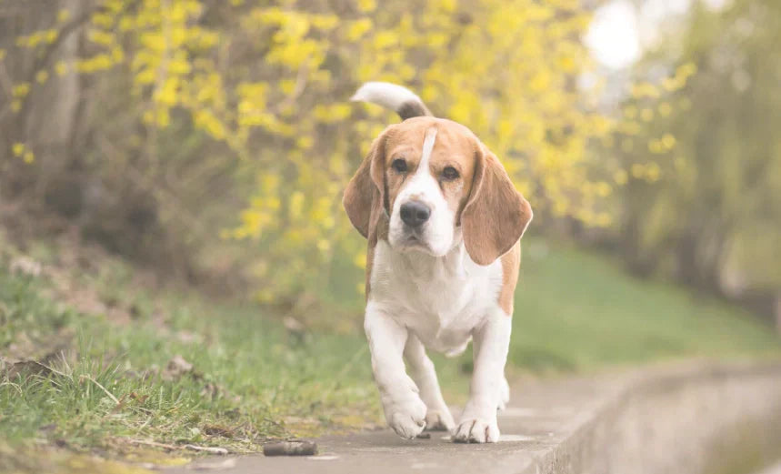 Dog Diarrhea | Symptoms, Treatment & Supplements Guide - LitPet