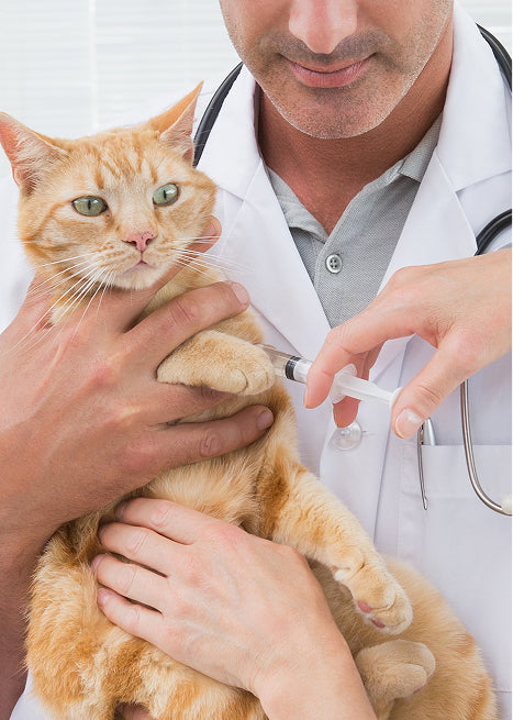Injection cat