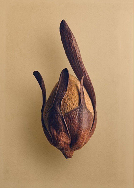 Fruit
