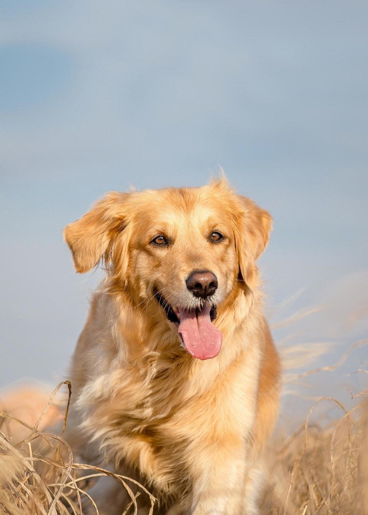 Dog Fish Oil: 7 Research-Backed Health Benefits You Need to Know
