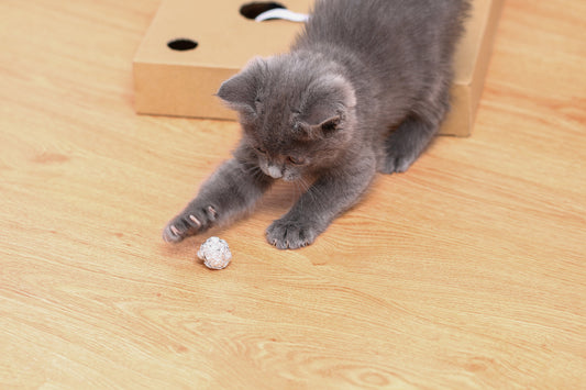 Cat Joint Health: 7 Proven Benefits of Glucosamine & Chondroitin for Arthritis & Mobility