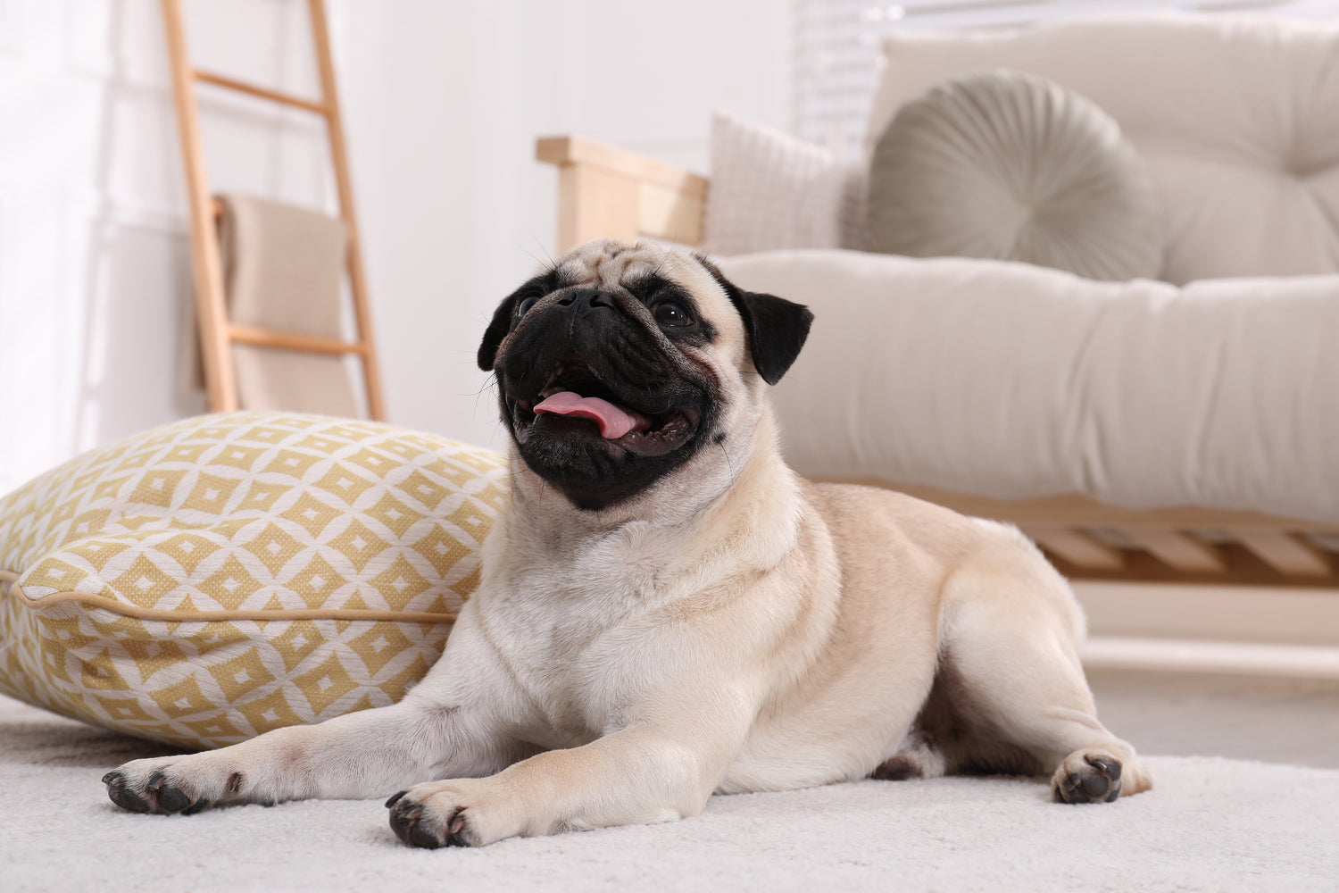 Top 8 Dog Supplements in Hong Kong 2025 - LitPet