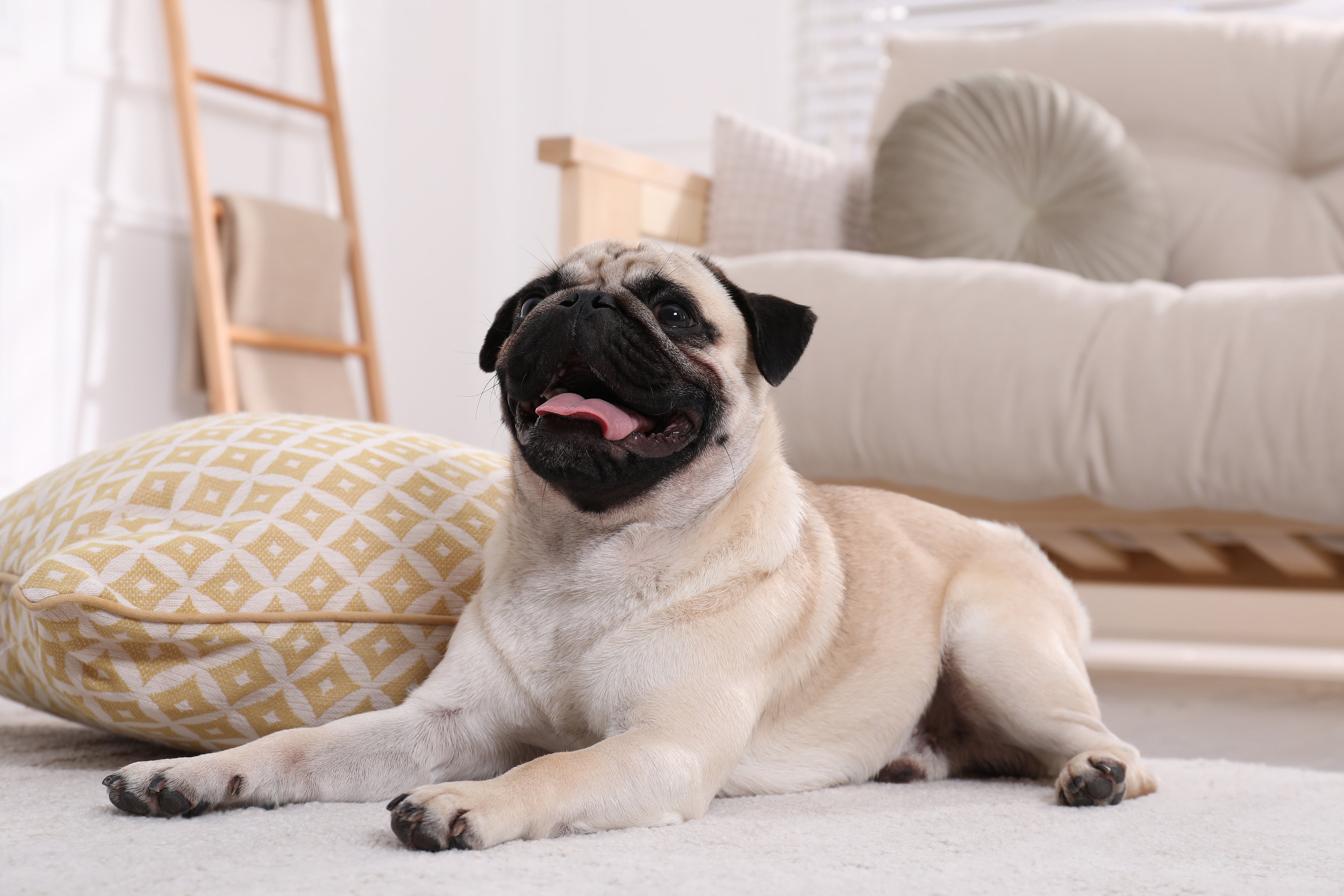 Top 8 Dog Supplements in Hong Kong 2025 - LitPet