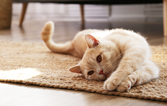 Top 4 Cat Supplements in Hong Kong 2025 - LitPet