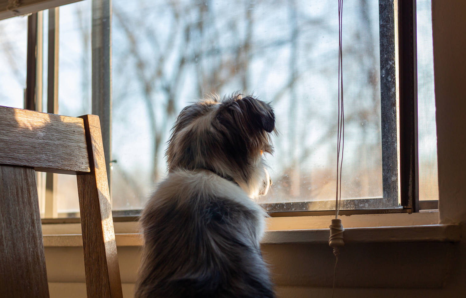 Dog’s Separation Anxiety in HK: Symptoms, Treatments & Supplement Guide