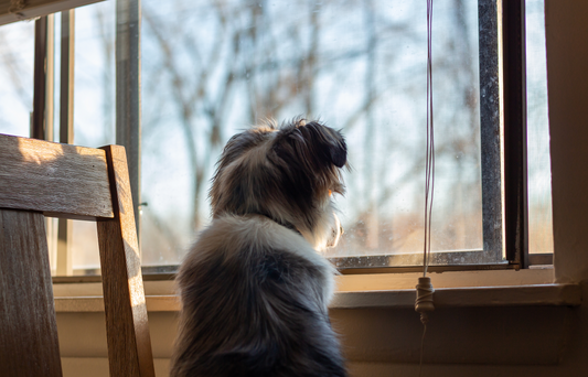 Dog’s Separation Anxiety in HK: Symptoms, Treatments & Supplement Guide