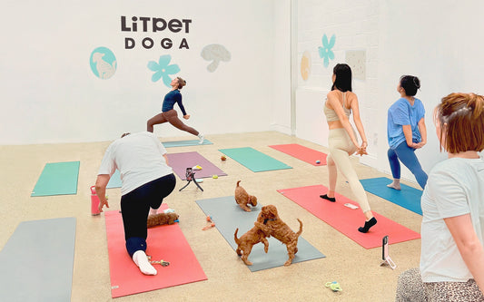 LitPet Launches in the UK with a DOGA Wellness Event to Remember