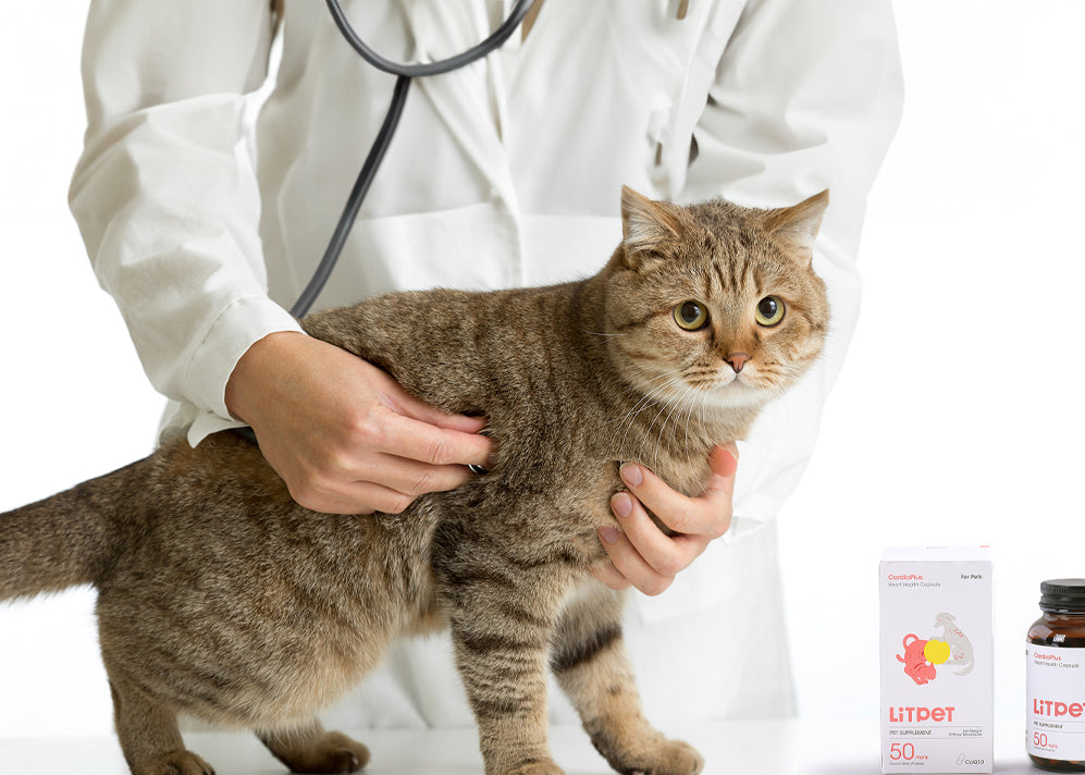 Cat Joint Health: 7 Proven Benefits of Glucosamine & Chondroitin for Arthritis & Mobility
