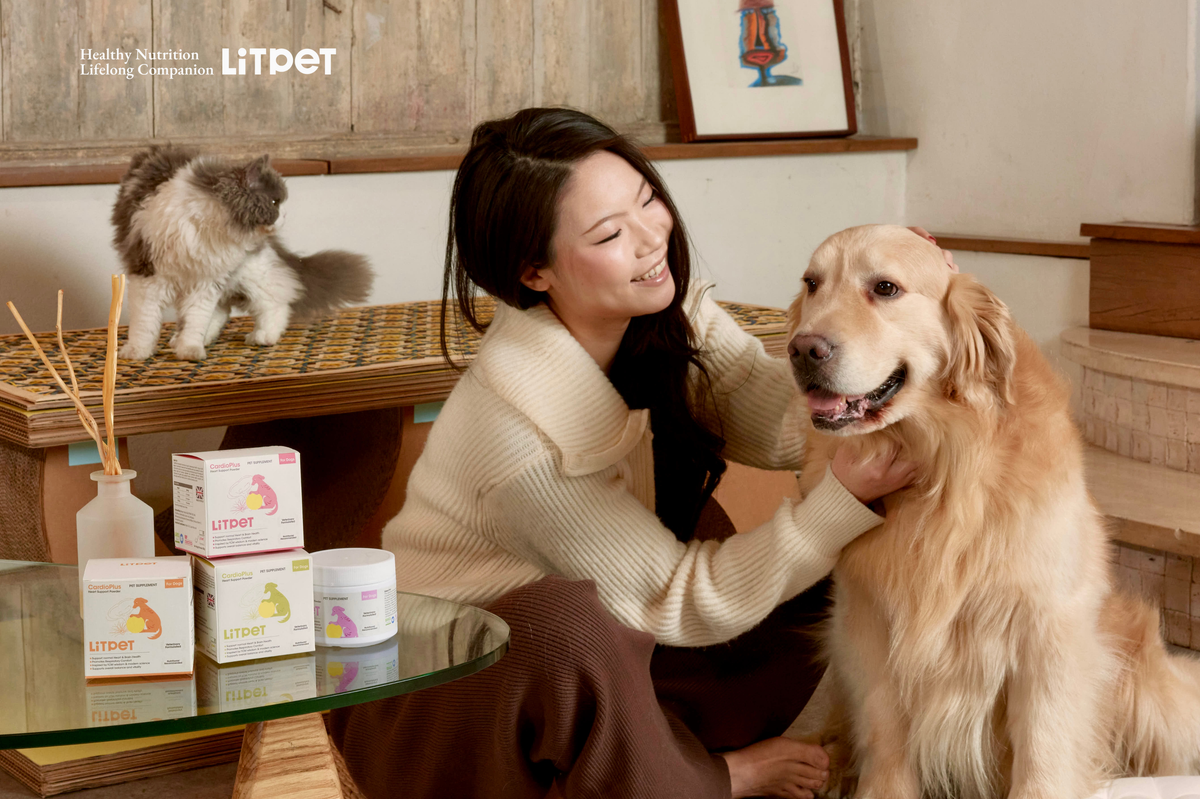 Pet Adoption in Hong Kong: What Bringing a Rescue Home Actually Looks Like