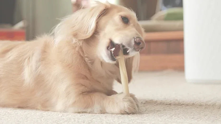 Dog Vomiting: Best Anti Nausea Supplements For Dogs