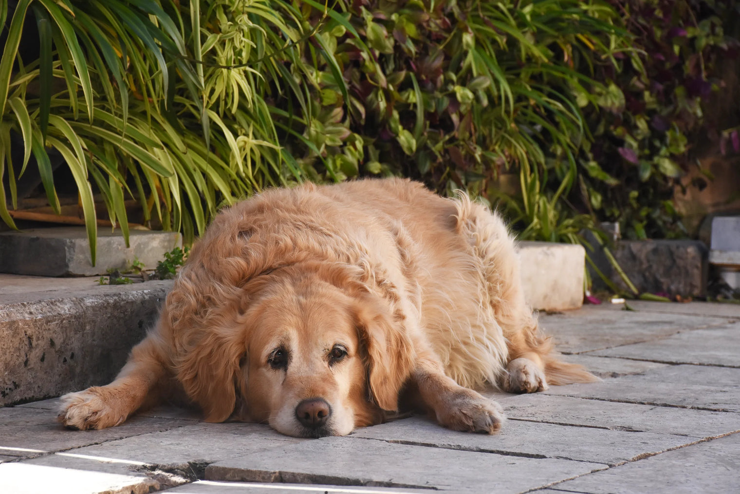 LitPet Dog Obesity Report (DMI) – Comprehensive Guide to Dogs Weight Management