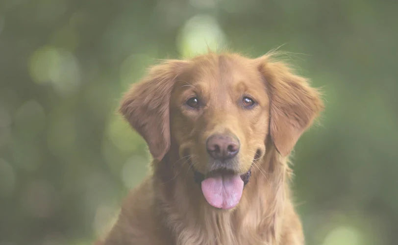 Why Do Dogs Cough? Symptoms, Treatment & Supplements Guide