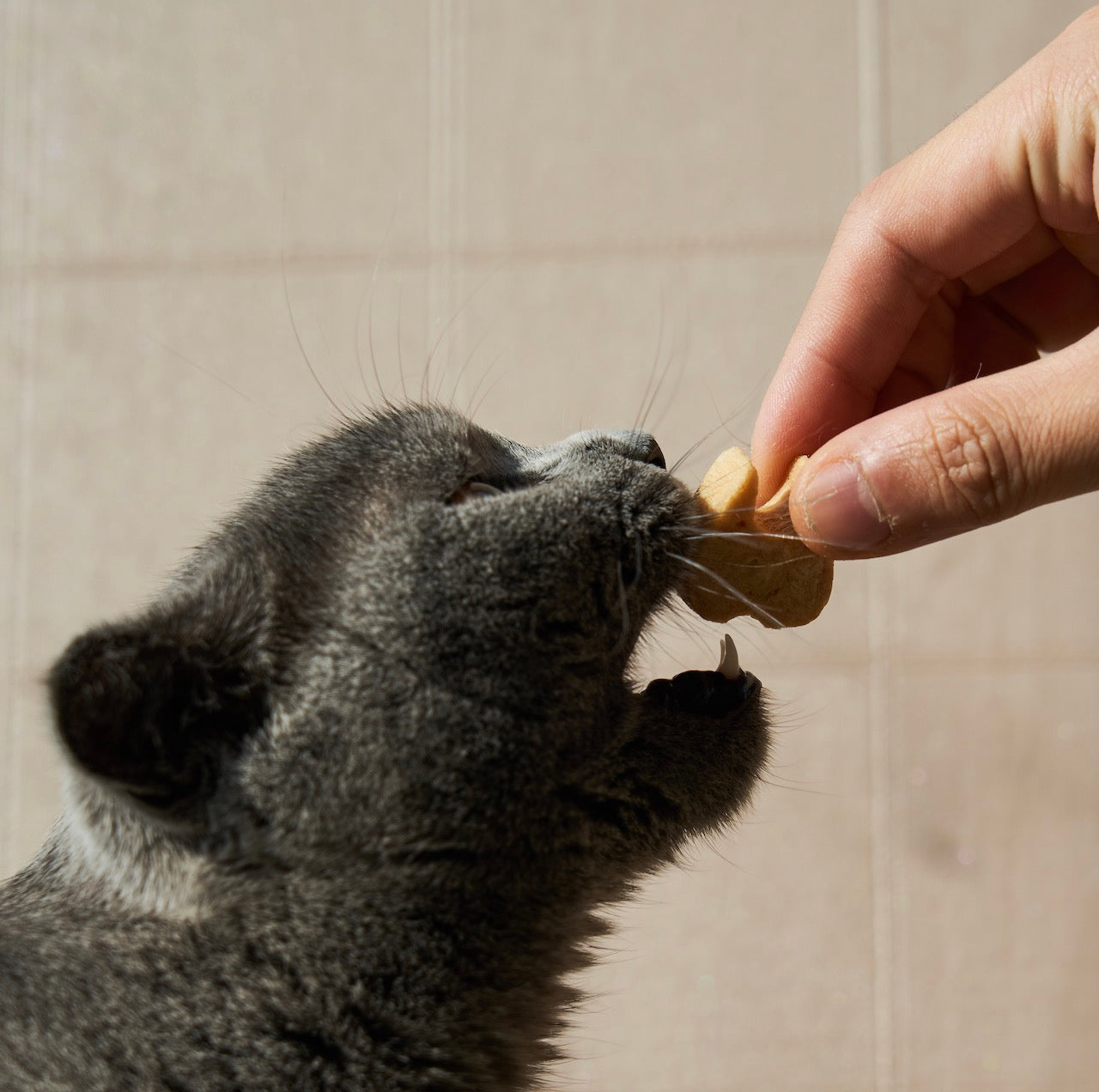 Cat being fed a treat by a hand against a neutral background


