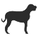 Large Dog